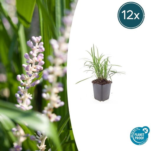 "12x Liriope muscari 'Monroe White' - ↕10-25cm - Ø9cm image"