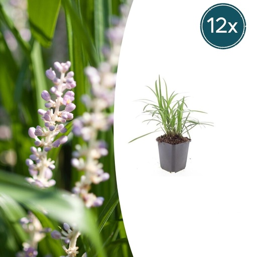"Lilientraube 'Monroe White' 12er-Set (Liriope muscari) – winterharte immergrüne Staude, Topf-Ø 9 cm, Höhe ca. 25 cm image"