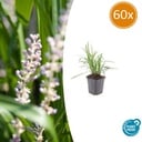 60x Liriope muscari 'Monroe White' - ↕10-25cm - Ø9cm