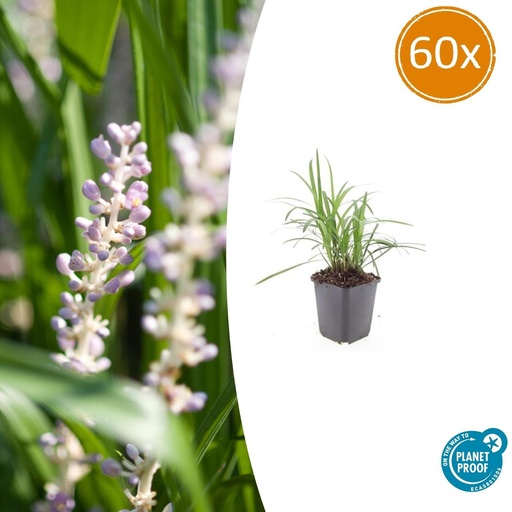 "Lilientraube 'Monroe White' 60er-Set (Liriope muscari) – winterharte immergrüne Staude, Topf-Ø 9 cm, Höhe ca. 25 cm image"