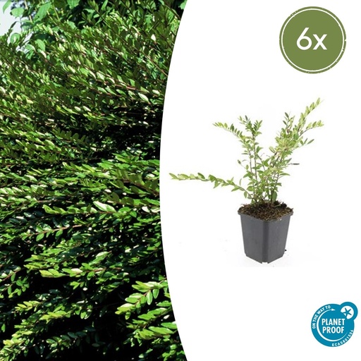 "6x Lonicera pileata - ↕10-25cm - Ø9cm image"