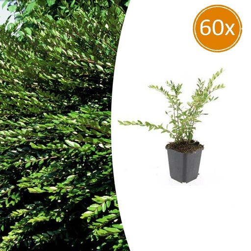 "Boden-Heckenkirsche 60er-Set (Lonicera pileata) – winterharter Bodendecker, Topf-Ø 9 cm, Höhe ca. 25 cm image"