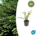 6x Lonicera pileata 'Purple Pearl' - ↕10-25cm - Ø9cm