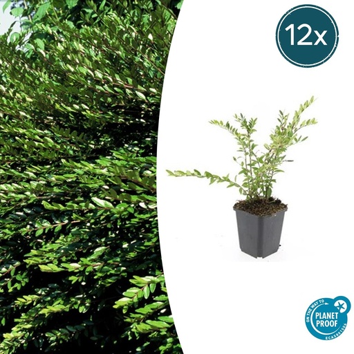"12x Lonicera pileata 'Purple Pearl' - ↕10-25cm - Ø9cm image"
