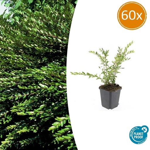 "60x Lonicera pileata 'Purple Pearl' - ↕10-25cm - Ø9cm image"