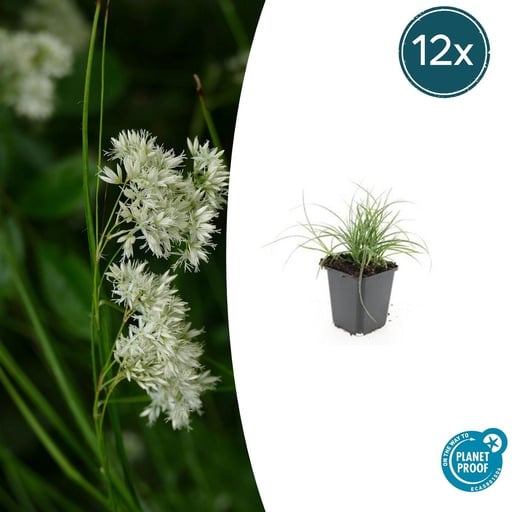 "12x Luzula nivea - ↕10-25cm - Ø9cm image"