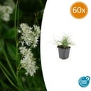 60x Luzula nivea - ↕10-25cm - Ø9cm