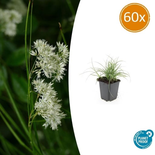 "60x Luzula nivea - ↕10-25cm - Ø9cm image"