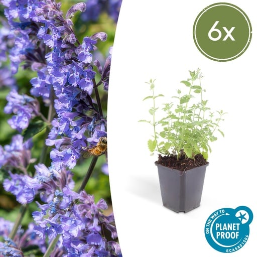 "Katzenminze 'Sechs Hügel Riese' 6er-Set (Nepeta) – winterharte Staude, Topf-Ø 9 cm, Höhe ca. 25 cm image"