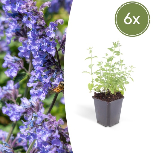"Katzenminze 'Six Hills Giant' 6er-Set (Nepeta) – winterharte Staude, Topf-Ø 9 cm, Höhe ca. 10–25 cm image"