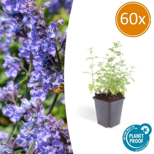 "60x Nepeta 'Six Hills Giant' - ↕10-25cm - Ø9cm image"