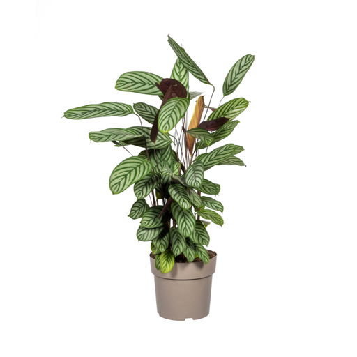 "Korbmarante (Calathea oppenheimiana) – pflegeleichte Zimmerpflanze, Topf-Ø 24 cm, Höhe ca. 24 cm image"
