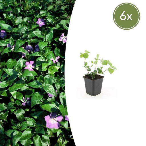 Großes Immergrün 6er-Set Vinca major