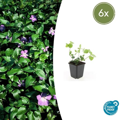 "Großes Immergrün 6er-Set (Vinca major) – winterharter Bodendecker, Topf-Ø 9 cm, Höhe ca. 25 cm image"