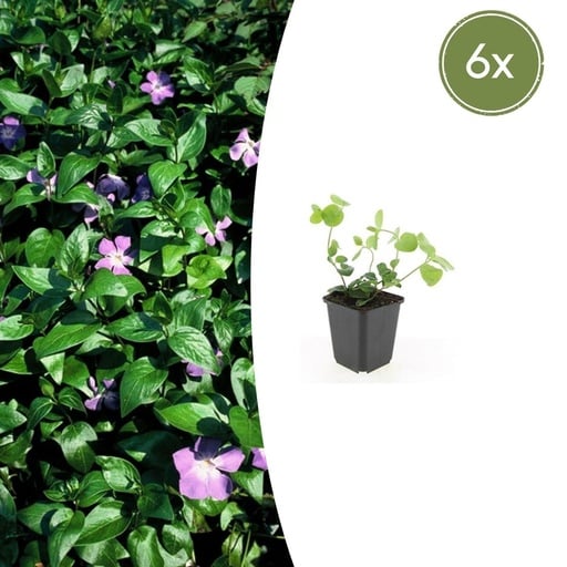 "Großes Immergrün 6er-Set (Vinca major) – winterharter Bodendecker, Topf-Ø 9 cm, Höhe ca. 25 cm image"