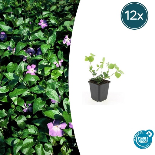 "12x Vinca major - ↕10-25cm - Ø9cm image"