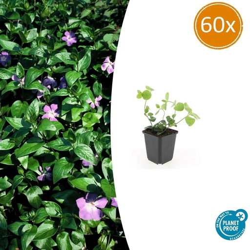 "60x Vinca major - ↕10-25cm - Ø9cm image"
