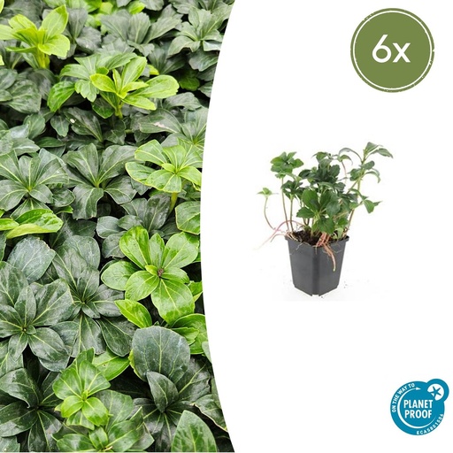 "6x Pachysandra term. 'Green Sheen' - ↕10-25cm - Ø9cm image"