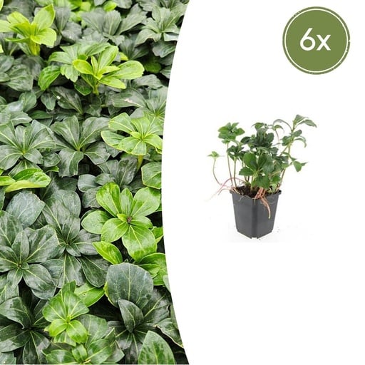 "Ysander 'Green Sheen' 6er-Set (Pachysandra terminalis) – winterharte Bodendecker-Staude, Topf-Ø 9 cm, Höhe ca. 25 cm image"