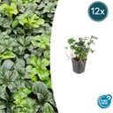 12x Pachysandra term. 'Grüner Glanz' - ↕10-25cm - Ø9cm