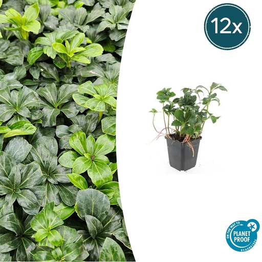 "12x Pachysandra term. 'Green Sheen' - ↕10-25cm - Ø9cm image"
