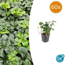 60x Pachysandra term. 'Grüner Glanz' - ↕10-25cm - Ø9cm