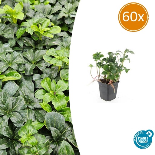 "60x Pachysandra term. 'Green Sheen' - ↕10-25cm - Ø9cm image"