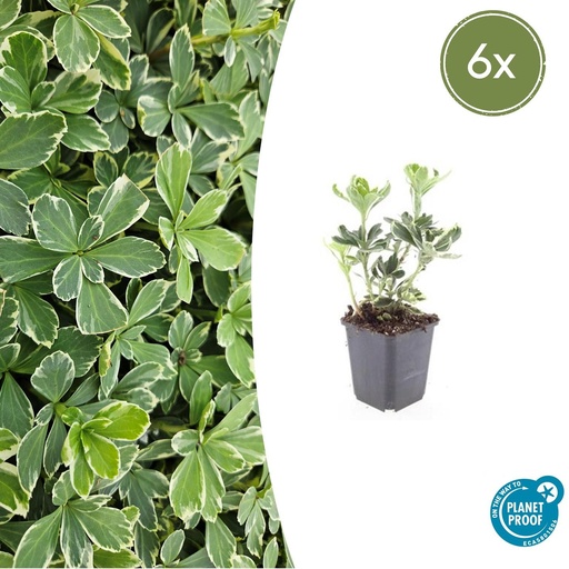 "6x Pachysandra term. 'Variegata' - ↕10-25cm - Ø9cm image"