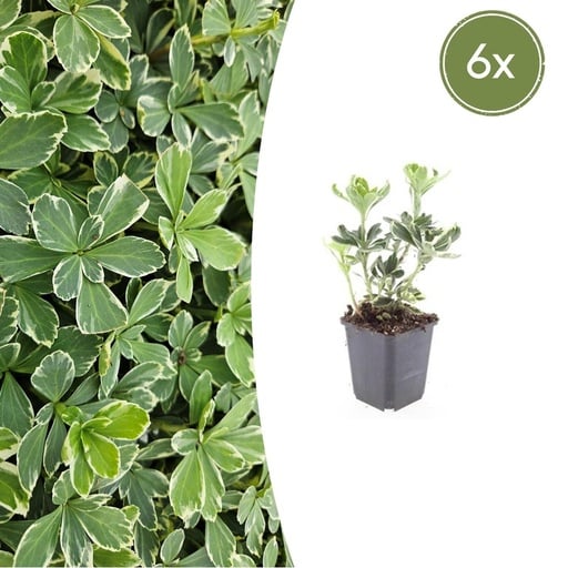 "Ysander 'Variegata' 6er-Set (Pachysandra terminalis) – winterharte Bodendecker-Staude, Topf-Ø 9 cm, Höhe ca. 25 cm image"