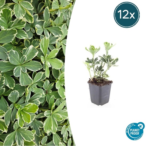 "12x Pachysandra term. 'Variegata' - ↕10-25cm - Ø9cm image"