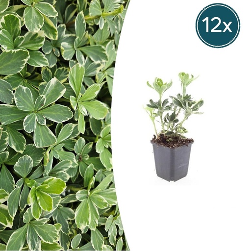 "Ysander 'Variegata' 12er-Set (Pachysandra terminalis) – winterharte Bodendecker-Staude, Topf-Ø 9 cm, Höhe ca. 25 cm image"