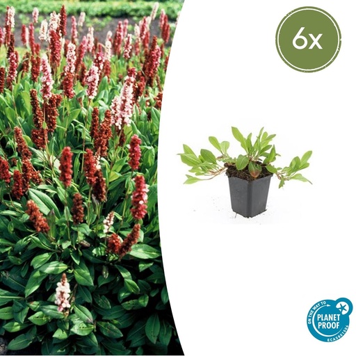 "6x Persicaria aff. 'Darjeeling Red' - ↕10-25cm - Ø9cm image"