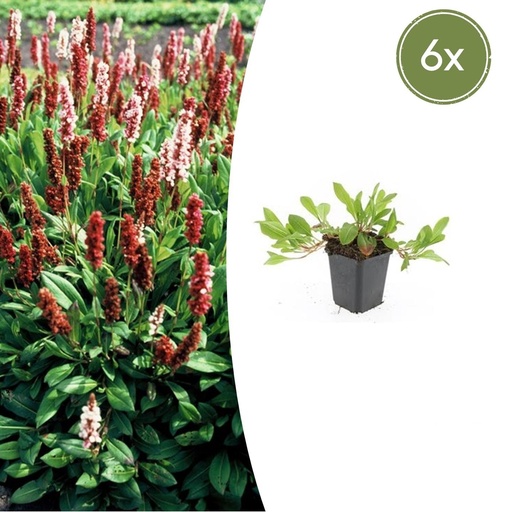 "Scheckenknöterich 'Darjeeling Red' 6er-Set (Persicaria affinis) – winterharte Bodendecker-Staude, Topf-Ø 9 cm, Höhe ca. 25 cm image"