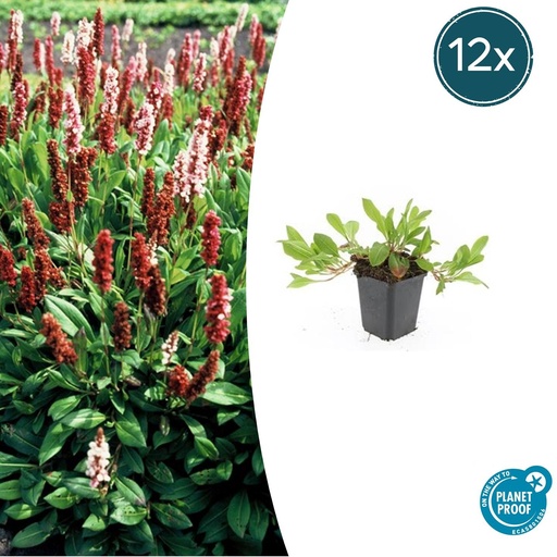 "12x Persicaria aff. 'Darjeeling Red' - ↕10-25cm - Ø9cm image"