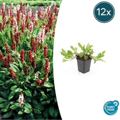"Teppichknöterich 'Darjeeling Red' 12er-Set (Persicaria affinis) – winterharte Staude, Topf-Ø 9 cm, Höhe ca. 25 cm image"