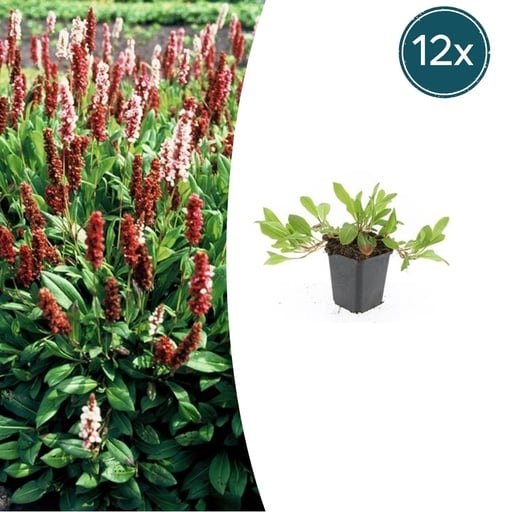"Teppichknöterich 'Darjeeling Red' 12er-Set (Persicaria affinis) – winterharte Staude, Topf-Ø 9 cm, Höhe ca. 25 cm image"