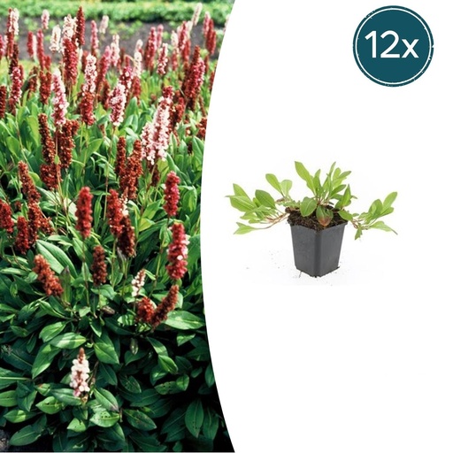 "Teppichknöterich 'Darjeeling Red' 12er-Set (Persicaria affinis) – winterharte Staude, Topf-Ø 9 cm, Höhe ca. 25 cm image"
