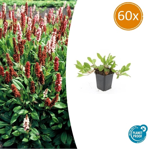 "60x Persicaria aff. 'Darjeeling Red' - ↕10-25cm - Ø9cm image"