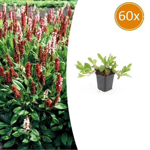 "Teppichknöterich 'Darjeeling Red' 60er-Set (Persicaria affinis) – winterharte Bodendecker-Staude, Topf-Ø 9 cm, Höhe ca. 25 cm image"