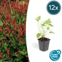 12x Persicaria amplexicaulis - ↕10-25cm - Ø9cm