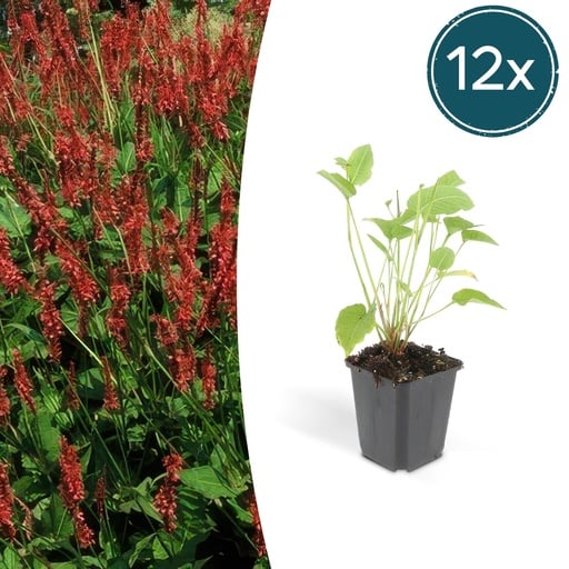 "Kerzenknöterich 12er-Set (Persicaria amplexicaulis) – winterharte Staude, Topf-Ø 9 cm, Höhe ca. 25 cm image"