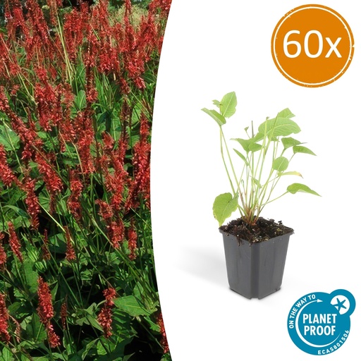 "60x Persicaria amplexicaulis - ↕10-25cm - Ø9cm image"