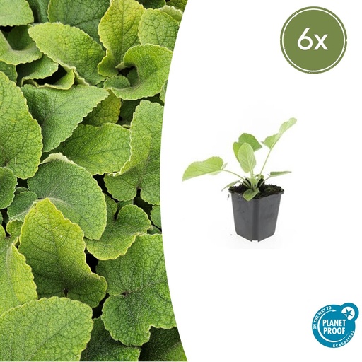 "6x Phlomis russeliana - ↕10-25cm - Ø9cm image"