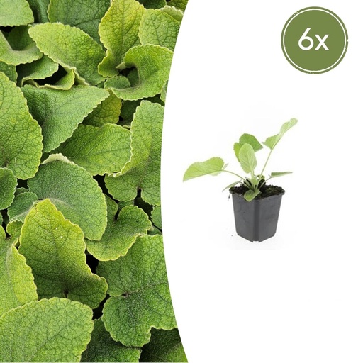 "Syrisches Brandkraut 6er-Set (Phlomis russeliana) – winterharte Staude, Topf-Ø 9 cm, Höhe ca. 25 cm image"