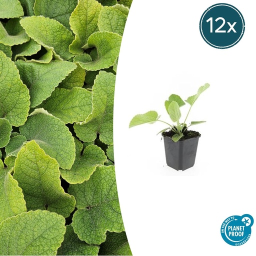 "12x Phlomis russeliana - ↕10-25cm - Ø9cm image"