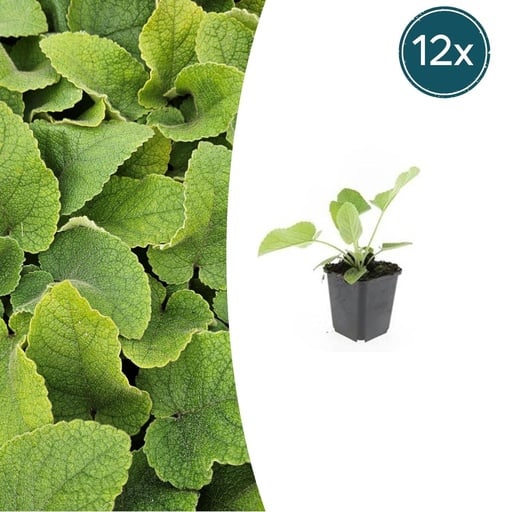 "Syrisches Brandkraut 12er-Set (Phlomis russeliana) – winterharte Staude, Topf-Ø 9 cm, Höhe ca. 25 cm image"