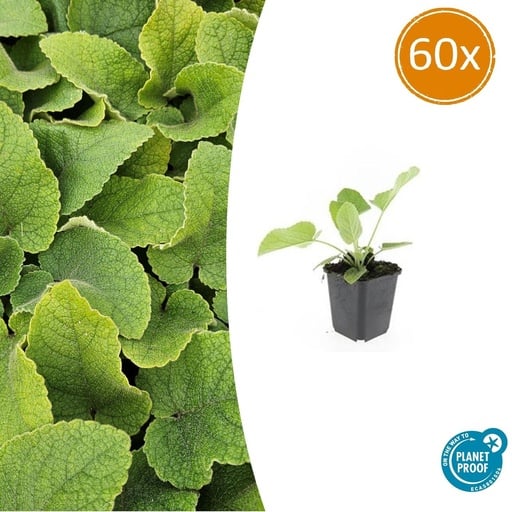 "Syrisches Brandkraut 60er-Set (Phlomis russeliana) – winterharte Staude, Topf-Ø 9 cm, Höhe ca. 25 cm image"