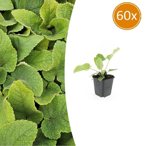 "Syrisches Brandkraut 60er-Set (Phlomis russeliana) – winterharte Staude, Topf-Ø 9 cm, Höhe ca. 25 cm image"