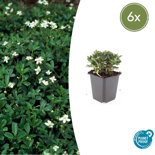 "6x Potentilla tridentata 'Nuuk' - ↕10-25cm - Ø9cm image"