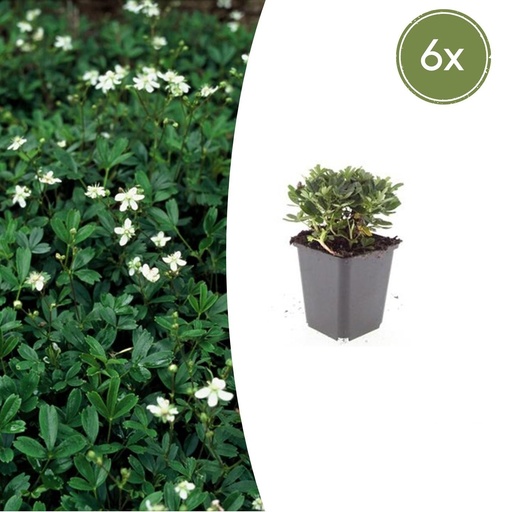 "Dreizahn-Fingerkraut 'Nuuk' 6er-Set (Potentilla tridentata) – winterharte Staude, Topf-Ø 9 cm, Höhe ca. 25 cm image"